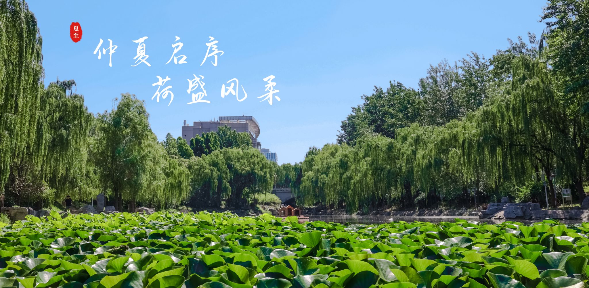仲夏启序 荷盛风柔